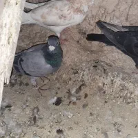 ۷تا کبوتر مسافتی