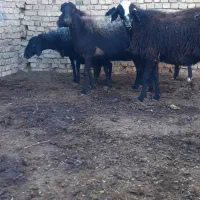 میش آبستن وبره ماده|حیوانات مزرعه|ساوه, |دیوار