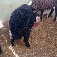 2رس بره1رس بزغاله|حیوانات مزرعه|اسفرورین, |دیوار