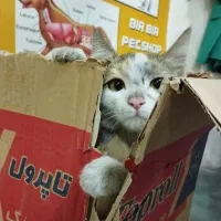 مرکز دامپزشکی بیربیر|خدمات آرایشگری و زیبایی|ارومیه, |دیوار