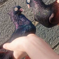 کبوتر زاغ