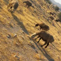 35 راس میش ترکی بختیاری آبستن|حیوانات مزرعه|کازرون, |دیوار