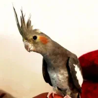 عروس هلندی دستی