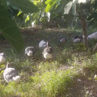 فروش قاز ارگانیک و جوان