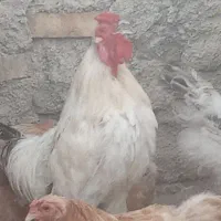 مرغ و خروس برهما اصل