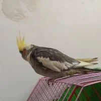 عروس هلندی ومرغ عشق