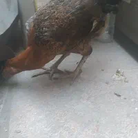 گوژپشت|حراج|مشهد, امیرآباد|دیوار