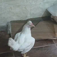 مرغ وخروس
