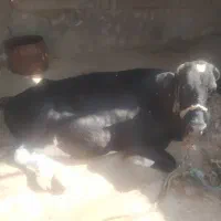 گاو پر شیر با نژاد|حیوانات مزرعه|کاکی, |دیوار