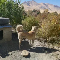 سگ سرابی وکوردی دورگ