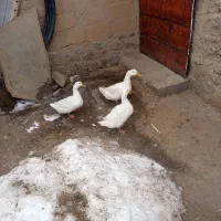 اوردک|حیوانات مزرعه|دهگلان, |دیوار