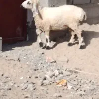 بره‌نر