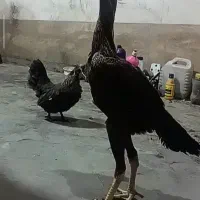 جوجه لاری ترک افغان
