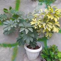 شفلرا طلایی وسبز