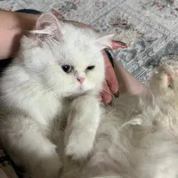 گربه پرشین فلت ماده