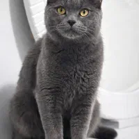 گربه بریتیش بلو/شناسنامه دار/فول واکسن