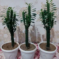 افوربیا سبز