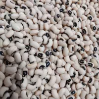 لوبیا.ماش.باقله|فعالیت داوطلبانه|شوشتر, |دیوار