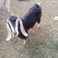 گوسفند ماده اپوس هستش فروشی