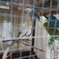 مرغ عشق|پرنده|فاروج, |دیوار