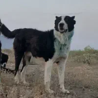 سگ گله ایی همه چی تموم