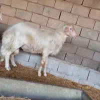 بره و میش قوچ