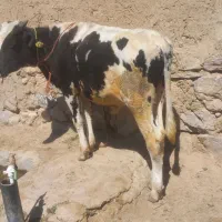 دو راس گوساله نر