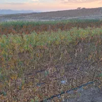 نهال فروشی|خدمات باغبانی و درختکاری|مراغه, |دیوار