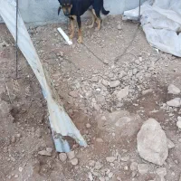 سگ خارجی شیانلو