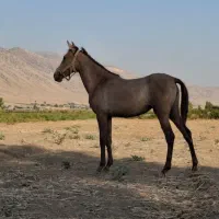کره|اسب و تجهیزات اسب‌سواری|کرمانشاه, |دیوار