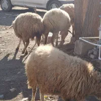 توغلی ماده|حیوانات مزرعه|دره رود, |دیوار