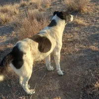 سگه گلی گوسفندی|سگ|قوچان, |دیوار