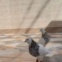 کبوتر طوقی|پرنده|دهدشت, |دیوار