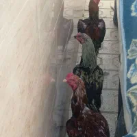 خروس لاری|حیوانات مزرعه|مشهد, شهید معقول|دیوار