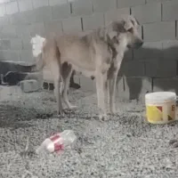 ماده پژدر عراقی