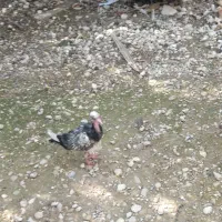 کبوتر|پرنده|لامرد, |دیوار