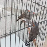 فنچ 5عددفروشی