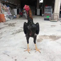 تخم اوشاموخالص|حیوانات مزرعه|قائمشهر, |دیوار