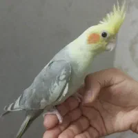 عروس هلندی|پرنده|مشهد, کارگران|دیوار