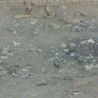 توله سرابی|سگ|اصفهان, رهنان|دیوار