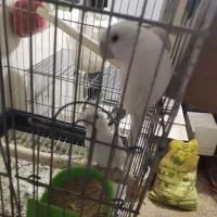 عروس هلندی مولد با جوجه|پرنده|قم, بنیاد|دیوار