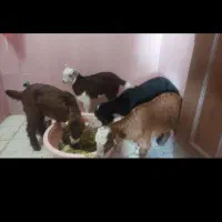 6راس بزغاله شیرمست وسالم بره  وگوسفند