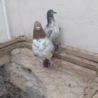 یک.جفت کبوتر پرشی خوب با زمانت پرش