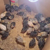 جوجه بلدرچین ۱۰ روزه