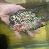 فروش یا معاوضه چند ماهی خاص|ماهی|تهران, افسریه شمالی|دیوار