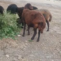 گوسفند قرمز افشاری آبستن