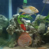 هکلی آلبینو|ماهی|شیراز, شیخ روزبهان|دیوار