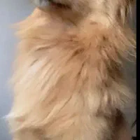 سگ پامر پاکوتاه