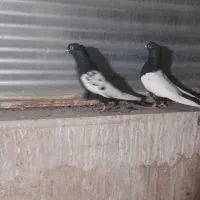 کبوترسینه ای نر