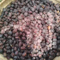 خرما گشخاب امسال تازه